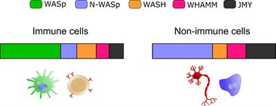 Self-DNA Sensing by cGAS-STING and TLR9 in Autoimmunity: Is the Cytoskeleton in Control?